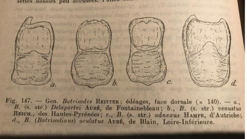 Réf. 239 888 : Batrisodes divers